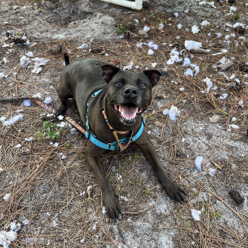 Tootsie, Adoptable, Adult Female Mixed Breed.