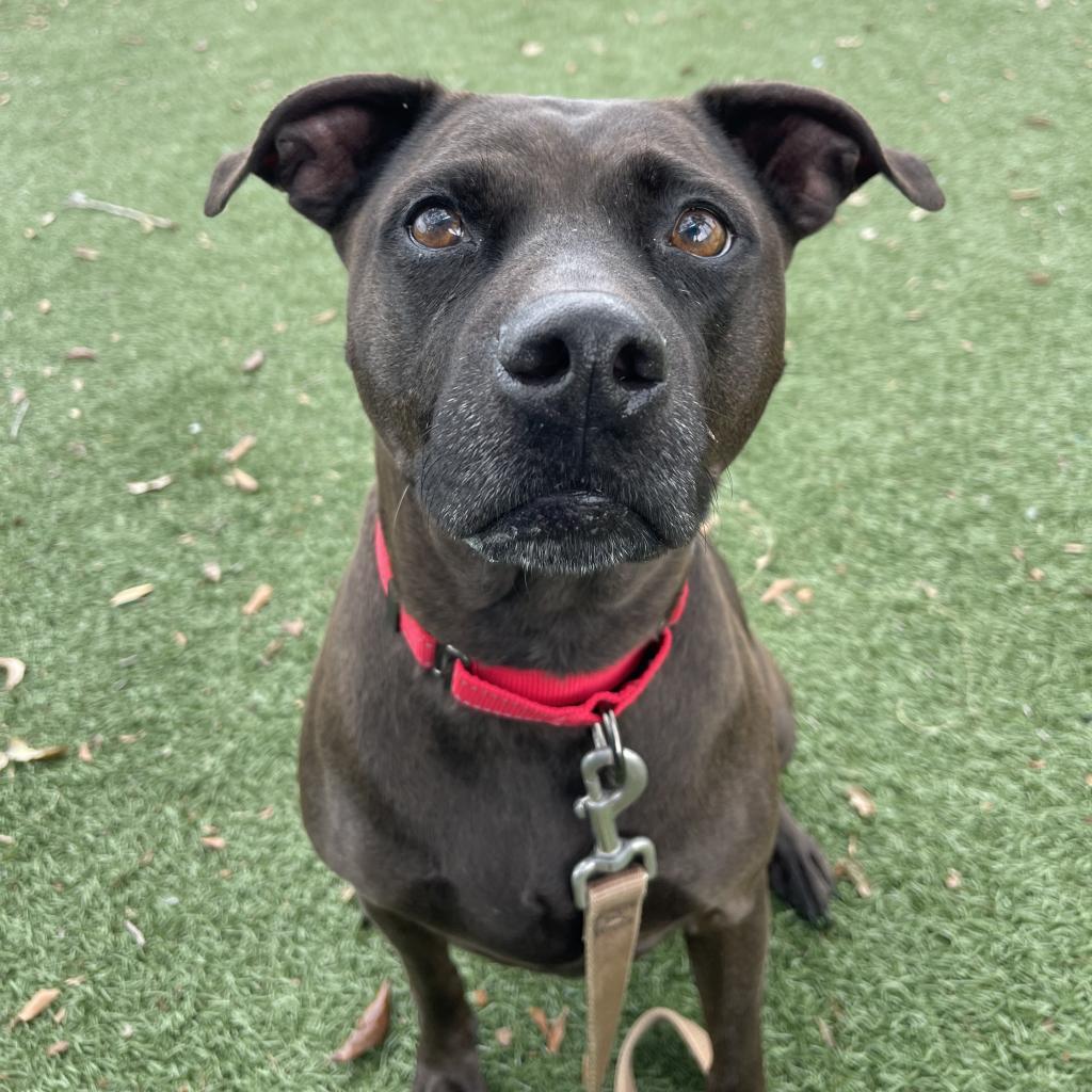 Enlarge Tootsie, a Adoptable Mixed Breed in Naples, FL image 2/5