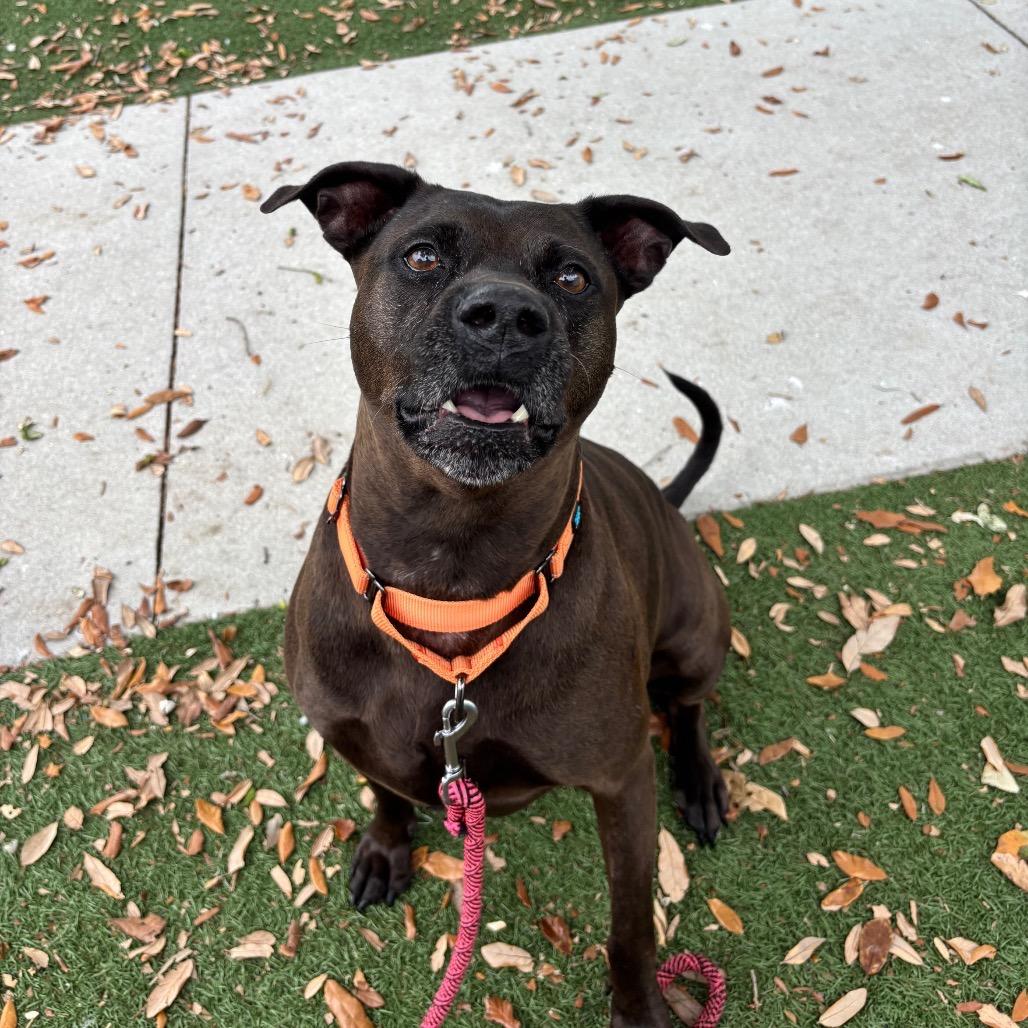 Enlarge Tootsie, a Adoptable Mixed Breed in Naples, FL image 3/5
