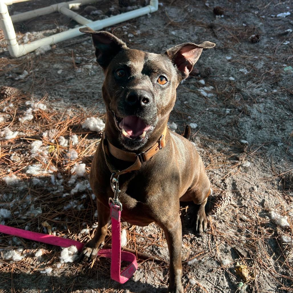 Enlarge Tootsie, a Adoptable Mixed Breed in Naples, FL image 4/5