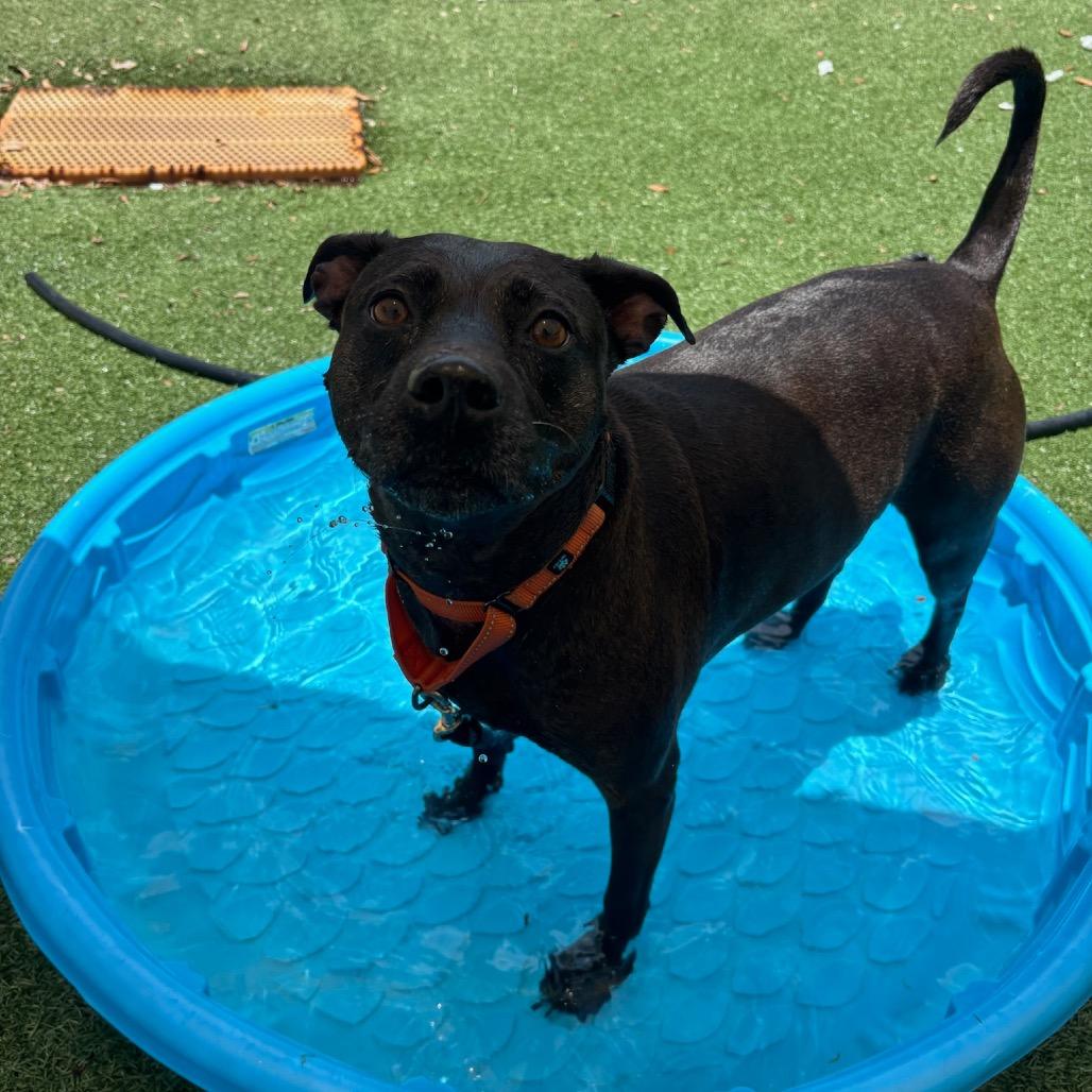 Enlarge Tootsie, a Adoptable Mixed Breed in Naples, FL image 5/5