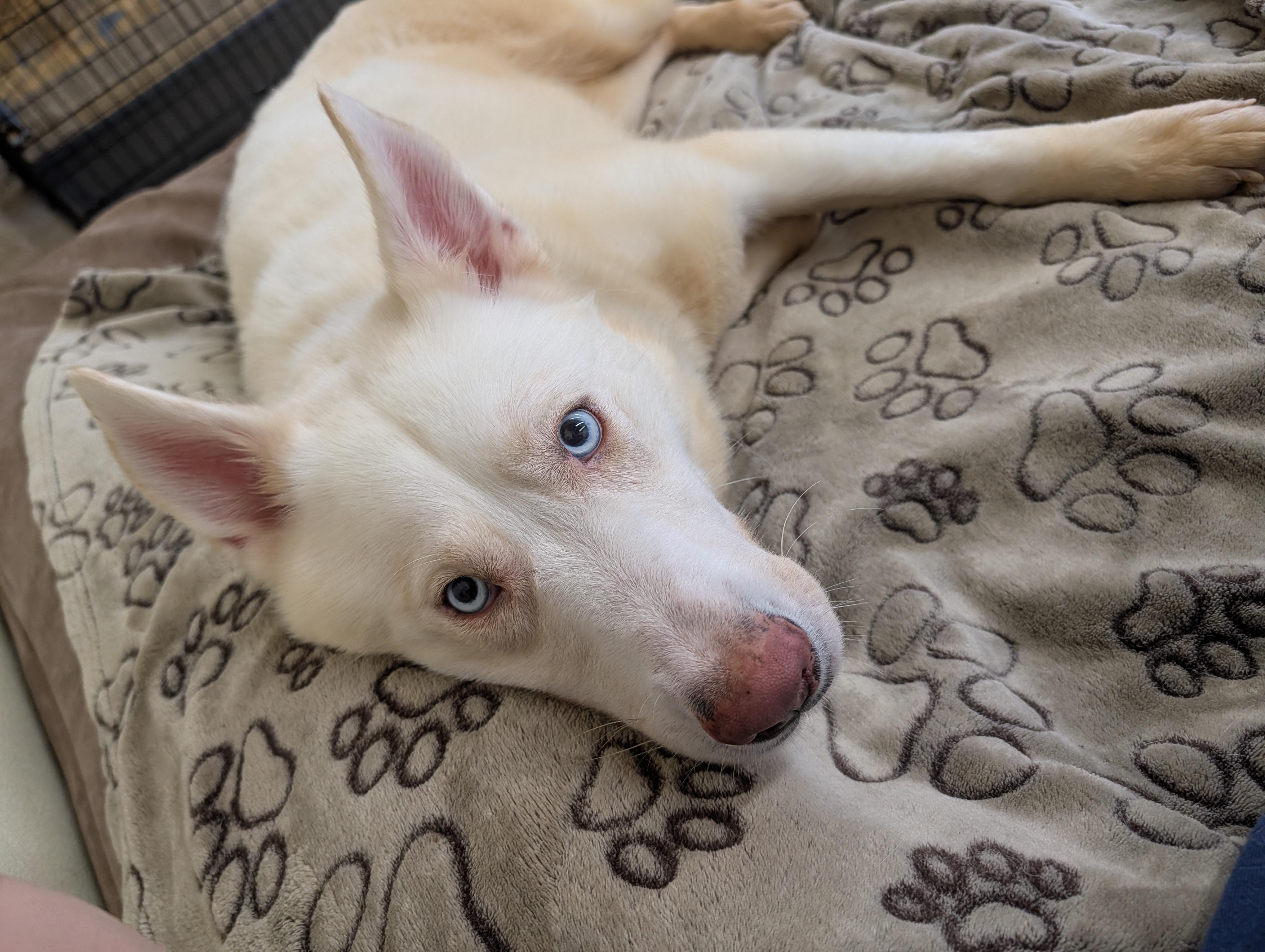 Enlarge Everest/Evvy, a Adoptable mixed breed in Port Washington, NY image 2/3