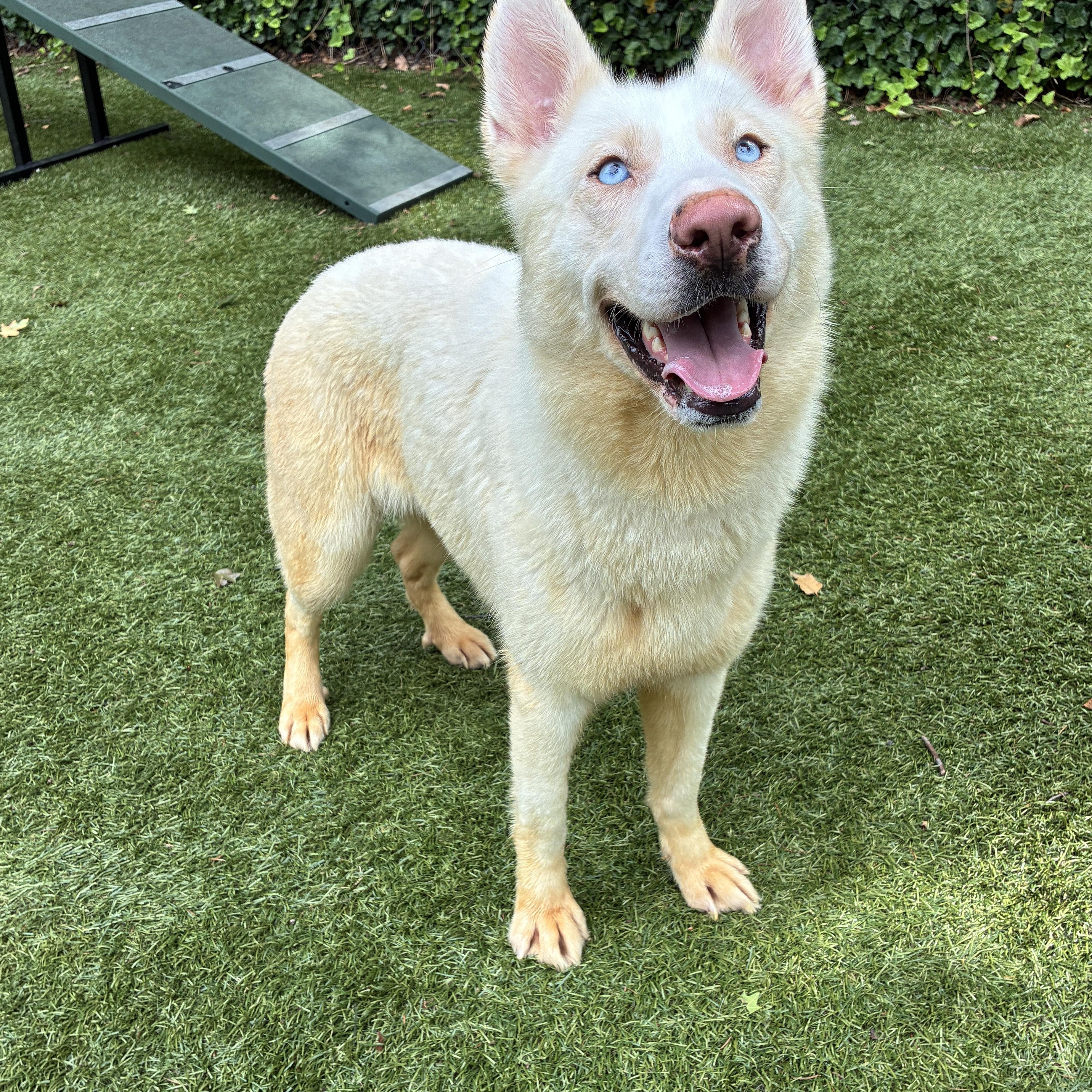 Enlarge Everest/Evvy, a Adoptable mixed breed in Port Washington, NY image 1/3