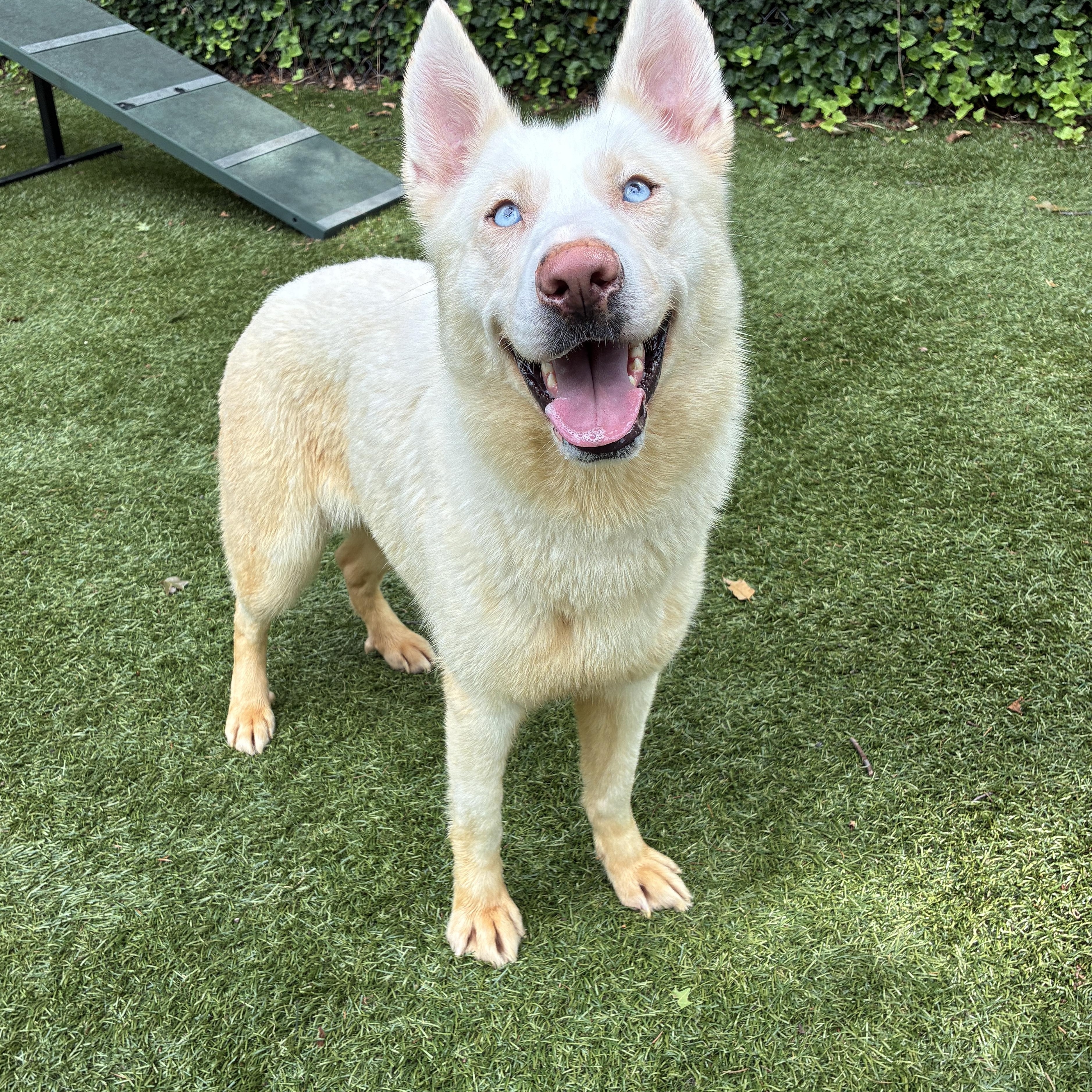 Enlarge Everest/Evvy, a Adoptable mixed breed in Port Washington, NY image 3/3