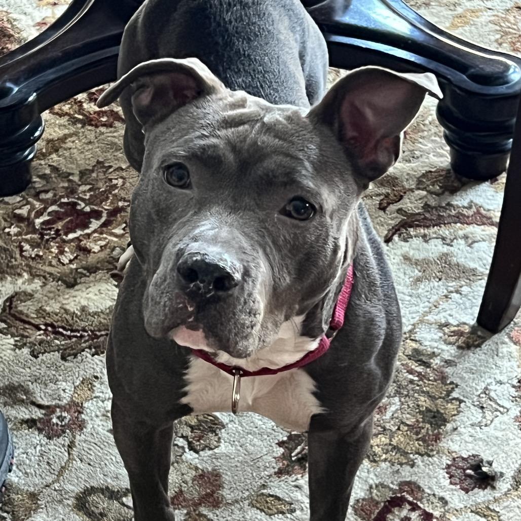 Bella, Adoptable, Adult Female American Staffordshire Terrier.