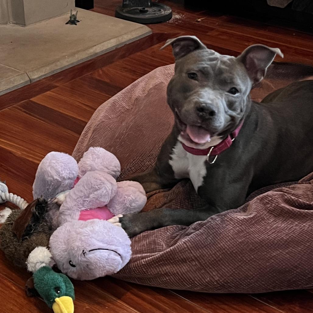 Enlarge Bella, a Adoptable American Staffordshire Terrier in Newark, NJ image 2/4