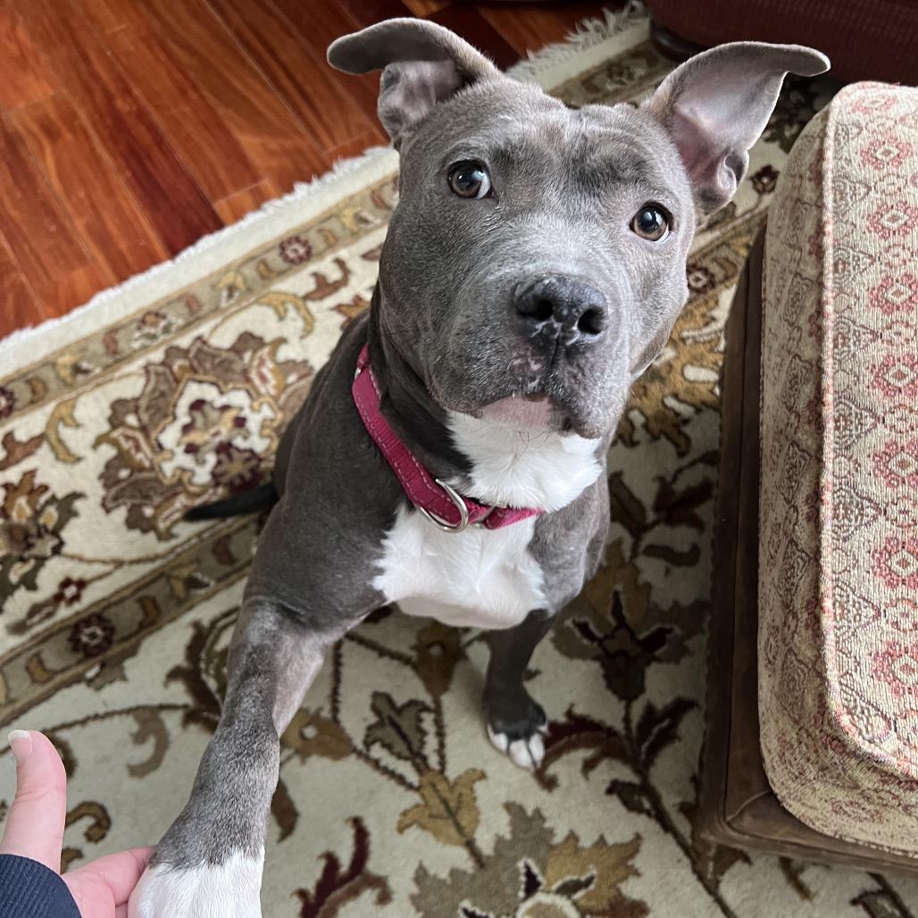 Enlarge Bella, a Adoptable American Staffordshire Terrier in Newark, NJ image 3/4