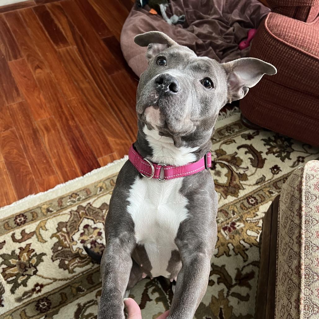 Enlarge Bella, a Adoptable American Staffordshire Terrier in Newark, NJ image 4/4