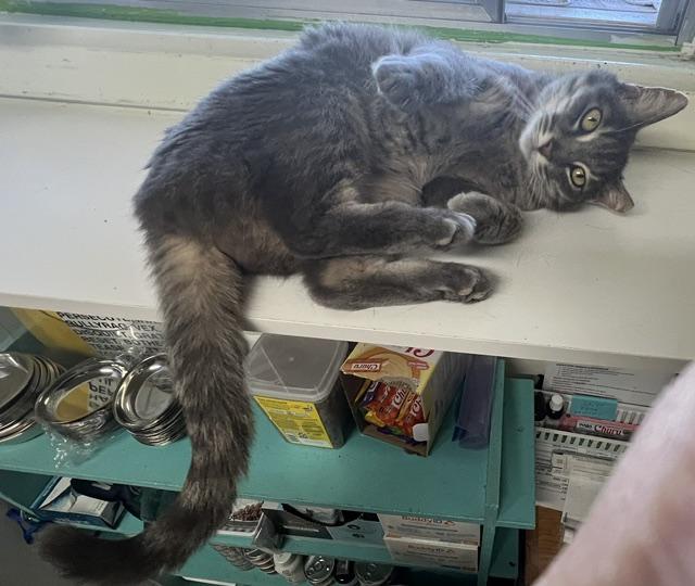 Ruby, an adopted Domestic Short Hair in Carson City, NV image 2/3