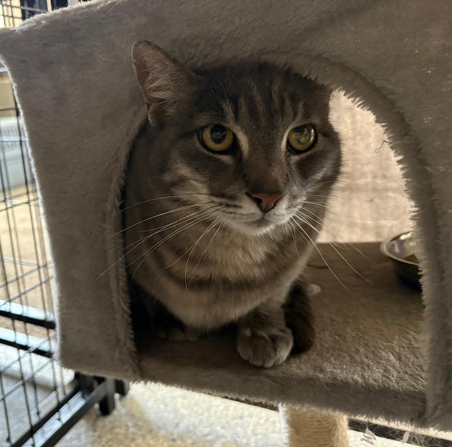 Ruby, adopted, Adult Female Domestic Short Hair.