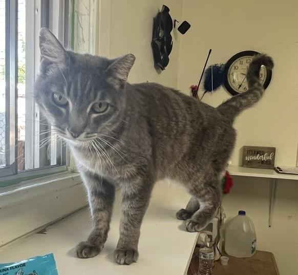 Ruby, an adopted Domestic Short Hair in Carson City, NV image 3/3