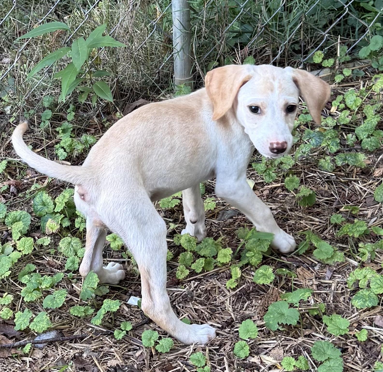 Sally, an adopted mixed breed in Bedford, VA image 2/4