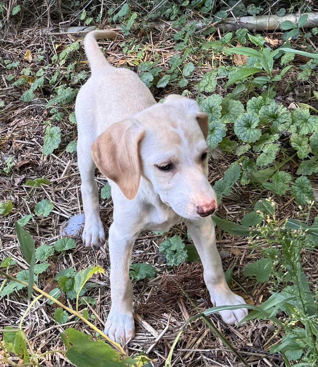 Sally, an adopted mixed breed in Bedford, VA image 3/4