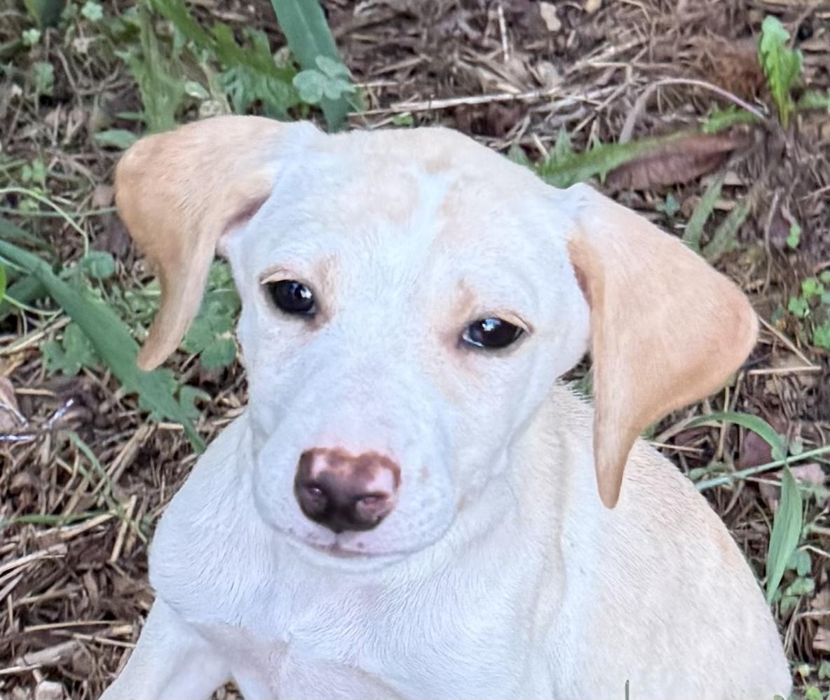 Sally, an adopted mixed breed in Bedford, VA image 1/4