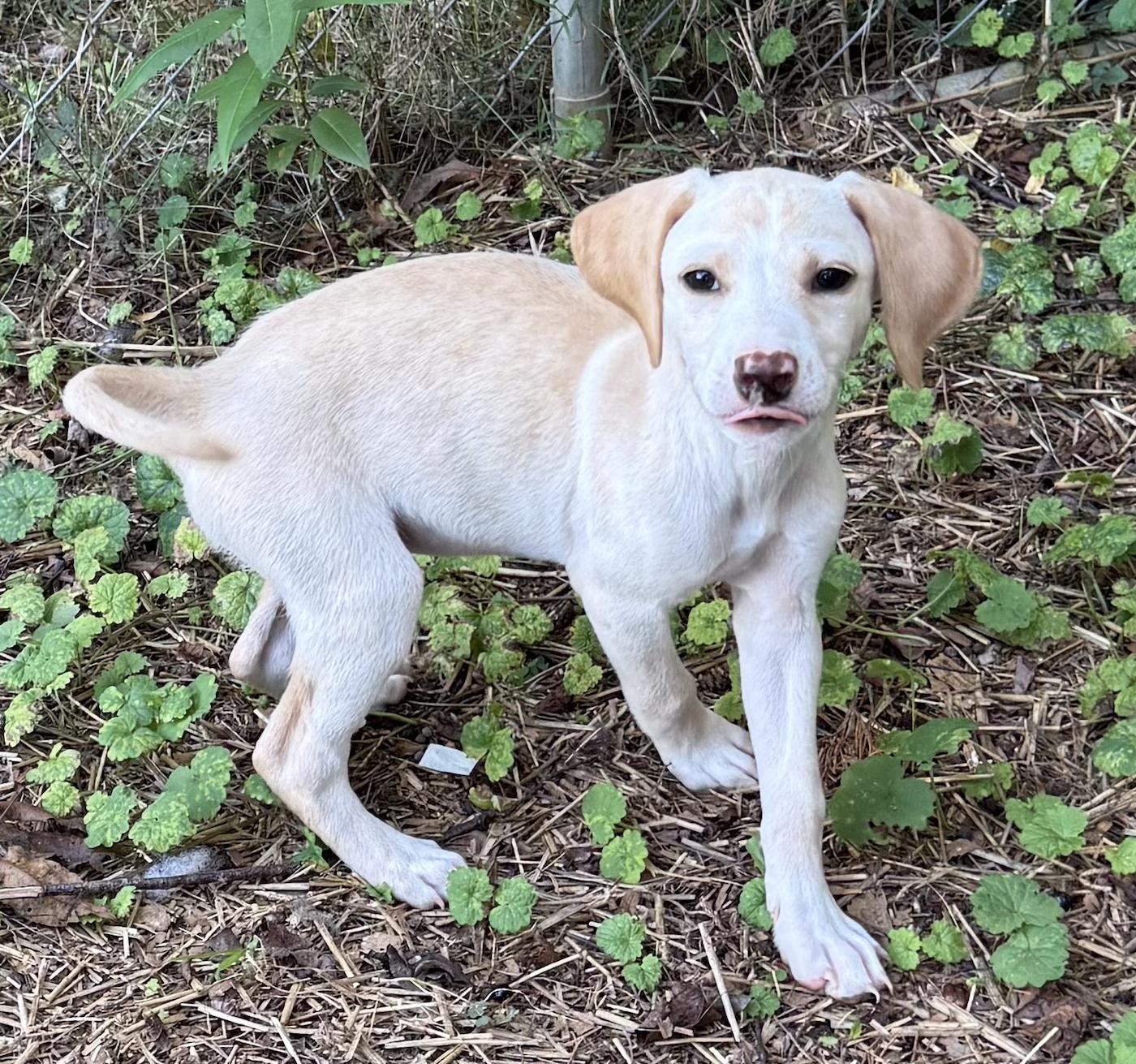 Sally, an adopted mixed breed in Bedford, VA image 4/4