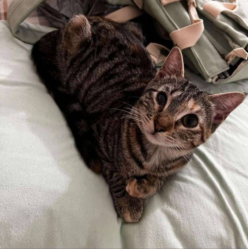 Tabitha, Adoptable, Adult Female Domestic Short Hair.