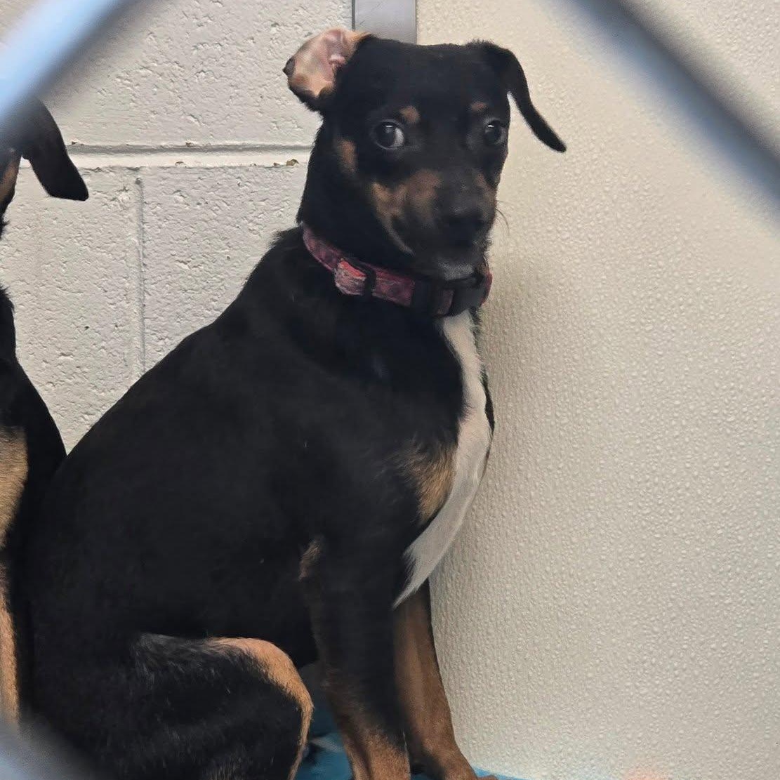 Enlarge DumDum, a Adopted mixed breed in Saint Marys, PA image 2/2