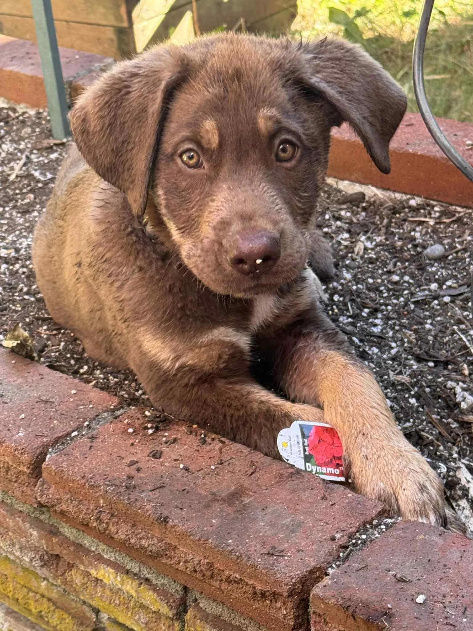Cane
