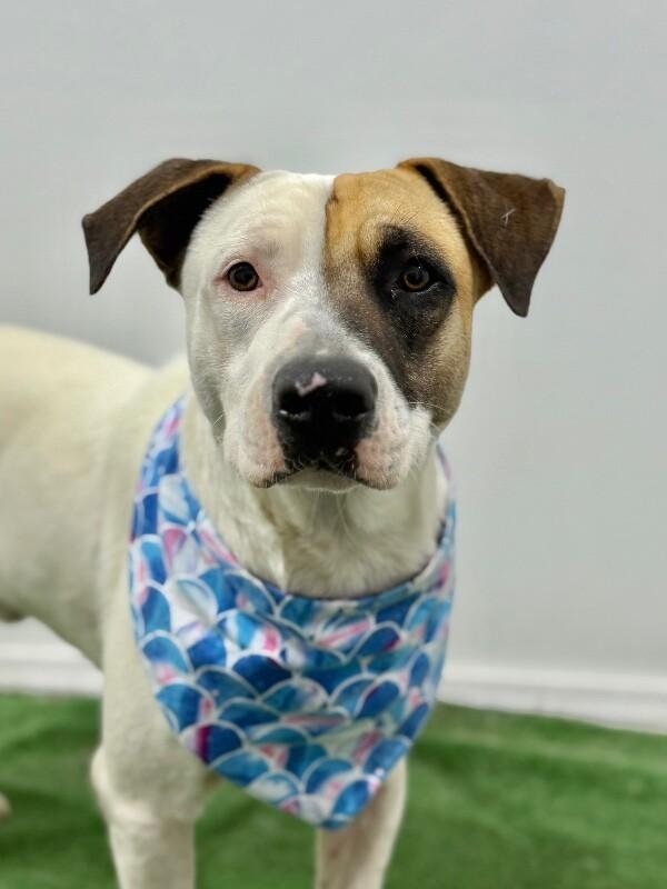 Enlarge Trevor, a Adoptable mixed breed in Menlo Park, CA image 1/1