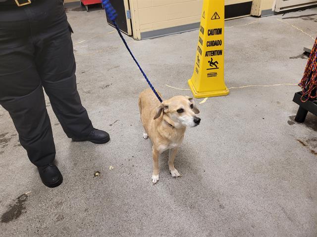 SANDY, Adoptable, Adult Male Miniature Pinscher & Chihuahua.