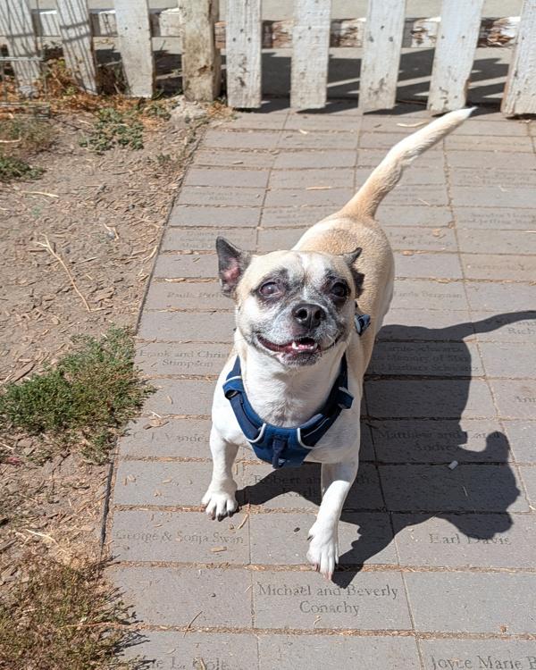 Enlarge Hoagie, a Adoptable mixed breed in Santa Rosa, CA image 1/1