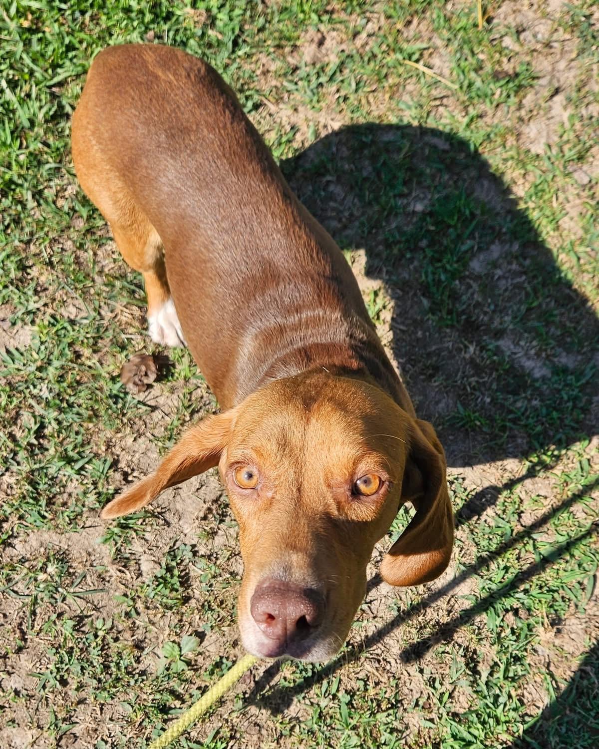 Dude, Adoptable, Adult Male Beagle.