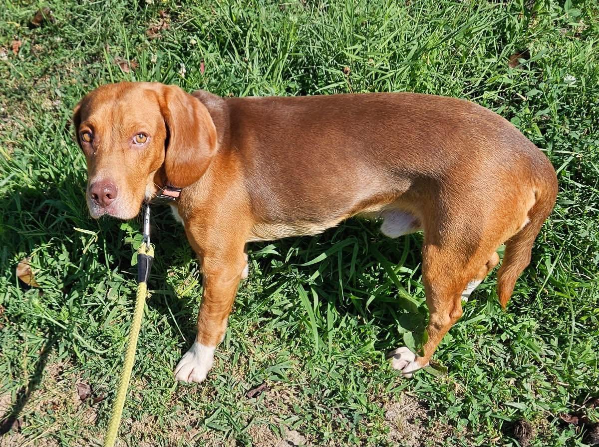 Dude, Adoptable, Adult Male Beagle.