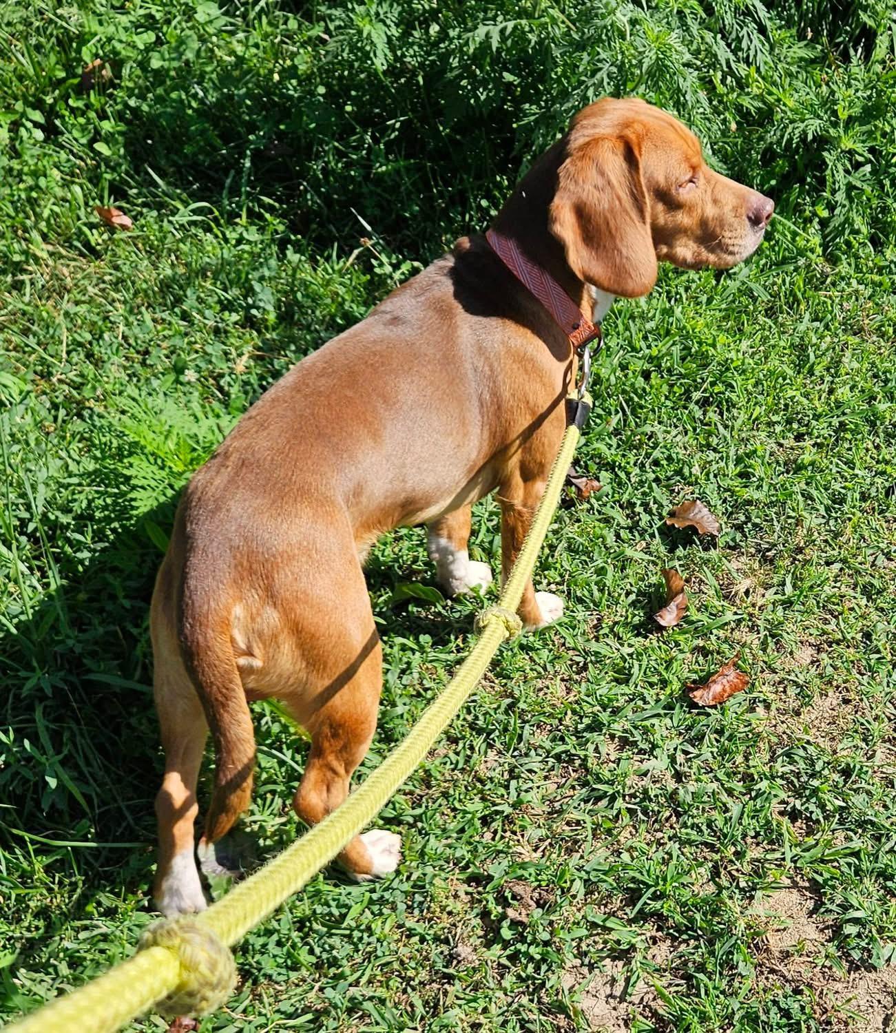 Enlarge Dude, a Adoptable Beagle in Roachdale, IN image 3/4