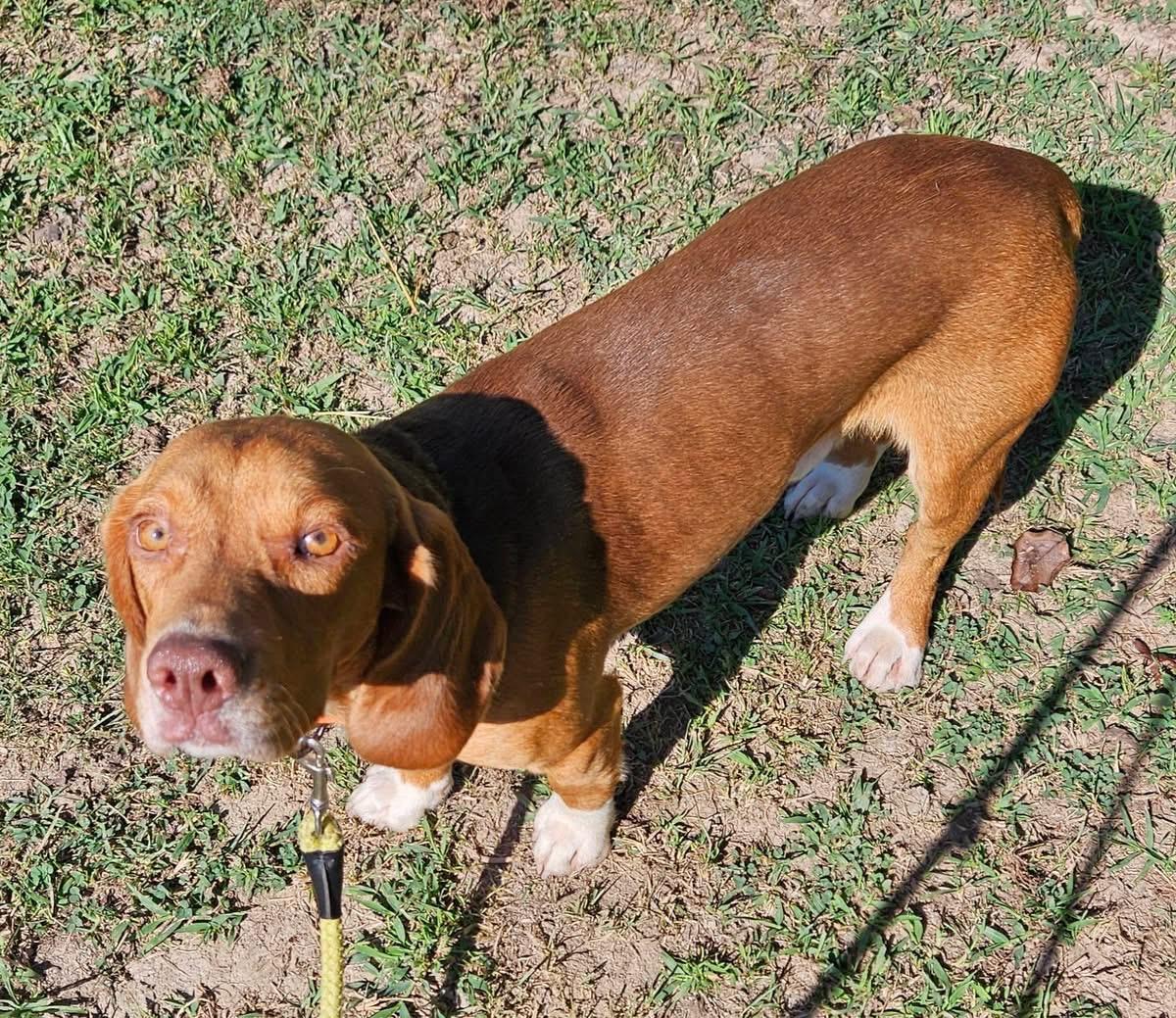 Enlarge Dude, a Adoptable Beagle in Roachdale, IN image 4/4