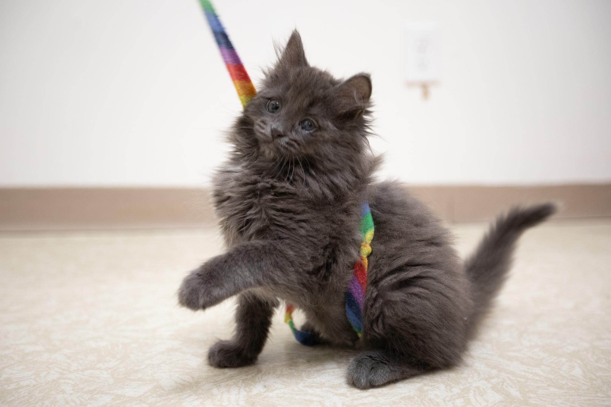 Kya, Baby Female Domestic Long Hair
