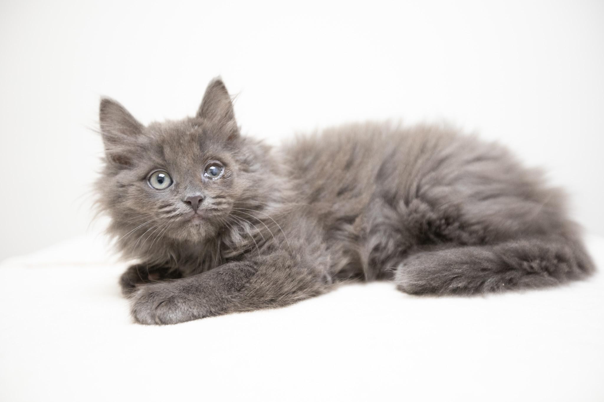 Enlarge Kya, a Adoptable Domestic Long Hair in Montclair, NJ image 2/6