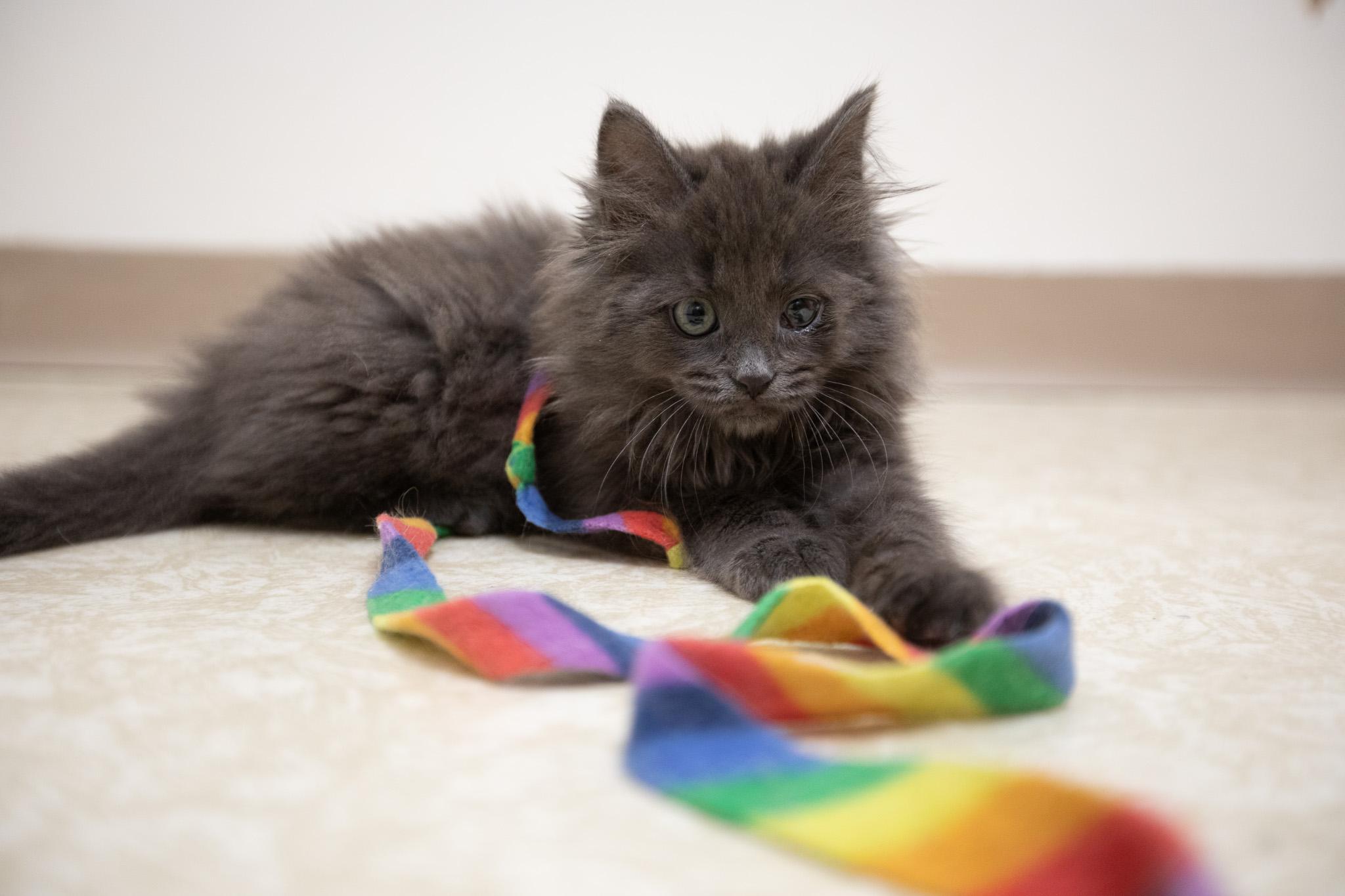 Enlarge Kya, a Adoptable Domestic Long Hair in Montclair, NJ image 3/6