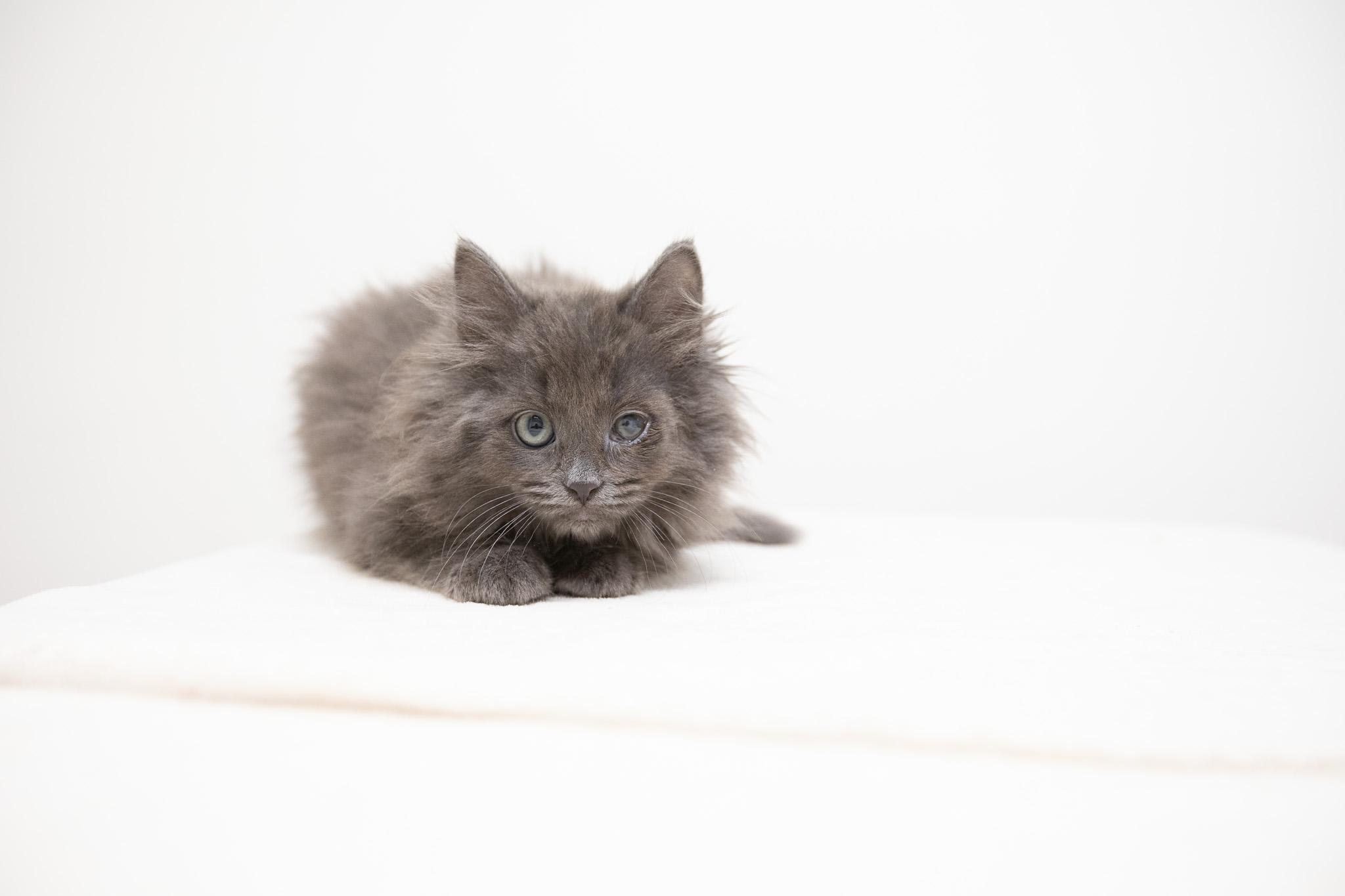 Enlarge Kya, a Adoptable Domestic Long Hair in Montclair, NJ image 4/6