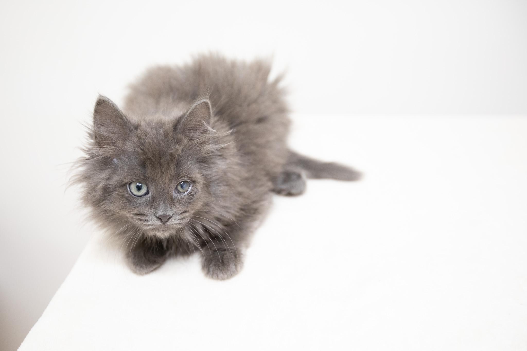 Enlarge Kya, a Adoptable Domestic Long Hair in Montclair, NJ image 5/6