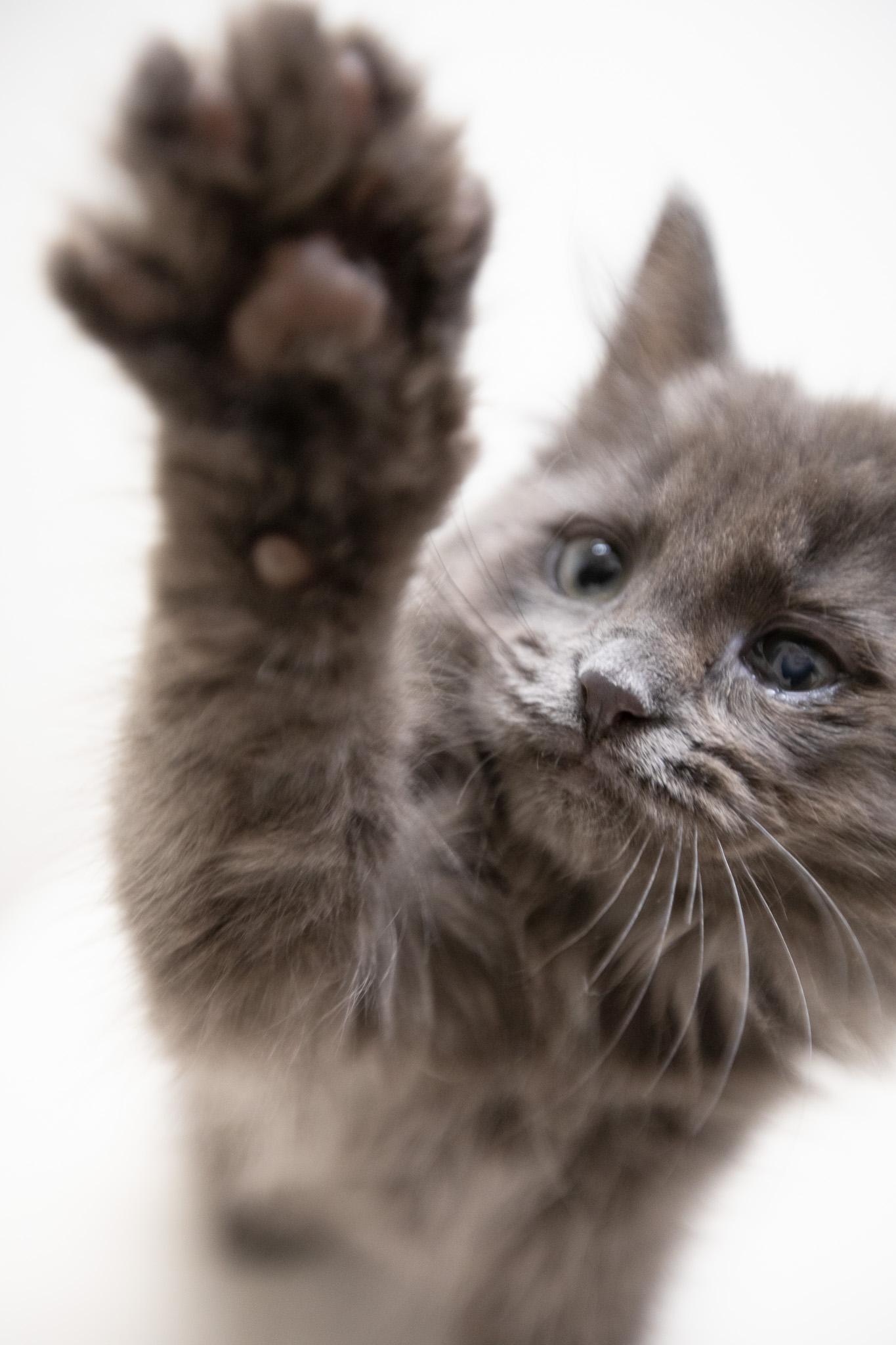 Enlarge Kya, a Adoptable Domestic Long Hair in Montclair, NJ image 6/6