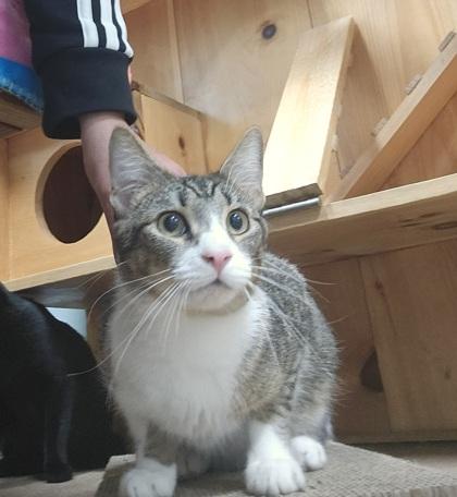 Mateo, adopted, Young Male Domestic Short Hair & Domestic Short Hair.