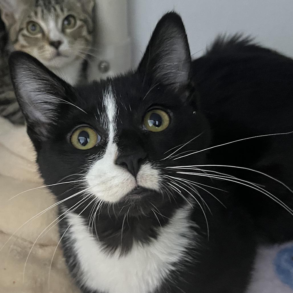 Skunk, Adoptable, Kitten Male Domestic Short Hair.