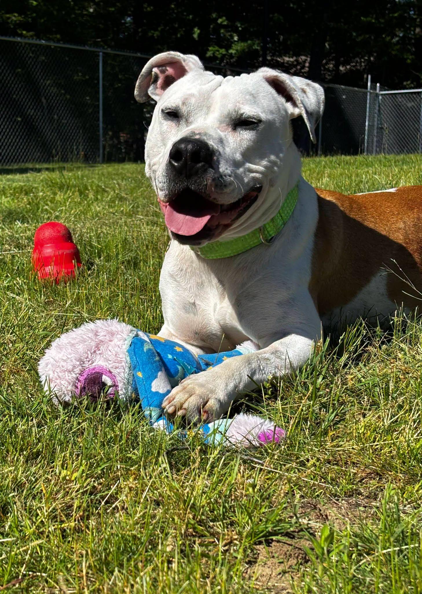 Enlarge Moose, a ADOPTABLE mixed breed in Swansea, MA image 1/1