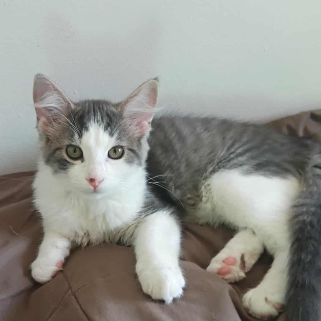 Skylar, Adoptable, Young Male Domestic Long Hair.