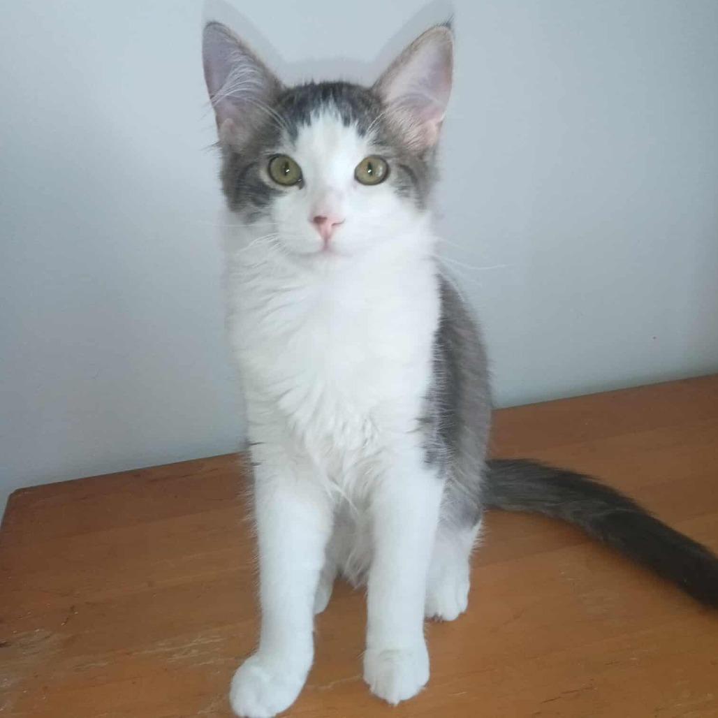 Skylar, a Adoptable Domestic Long Hair in Grand Rapids, MN image 2/4
