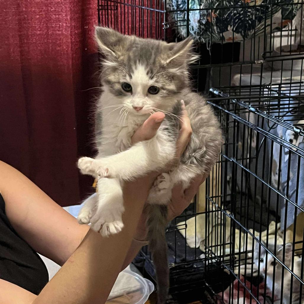 Skylar, a Adoptable Domestic Long Hair in Grand Rapids, MN image 3/4