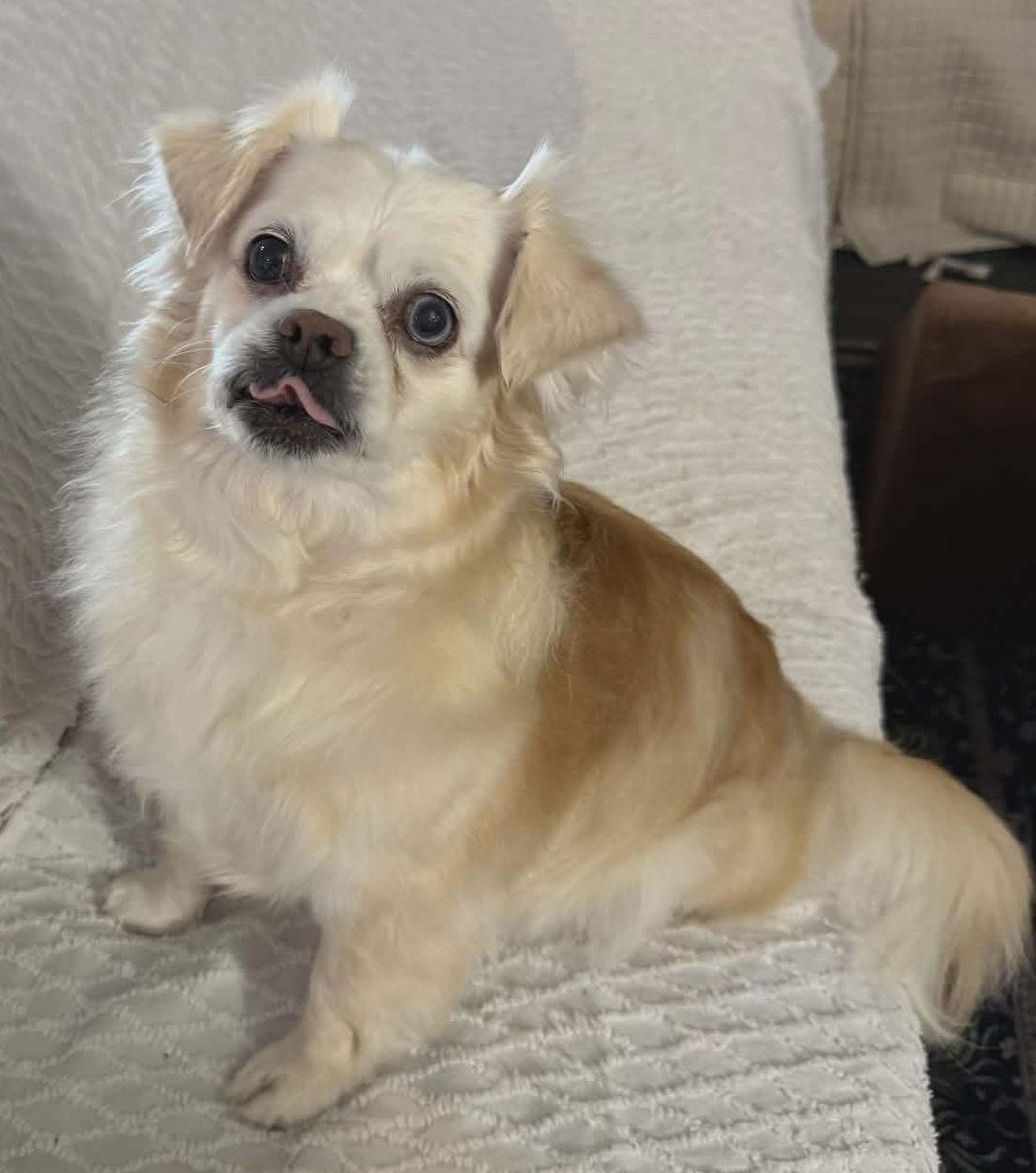 Pippin, Adoptable, Adult Female Cavalier King Charles Spaniel & Chihuahua.