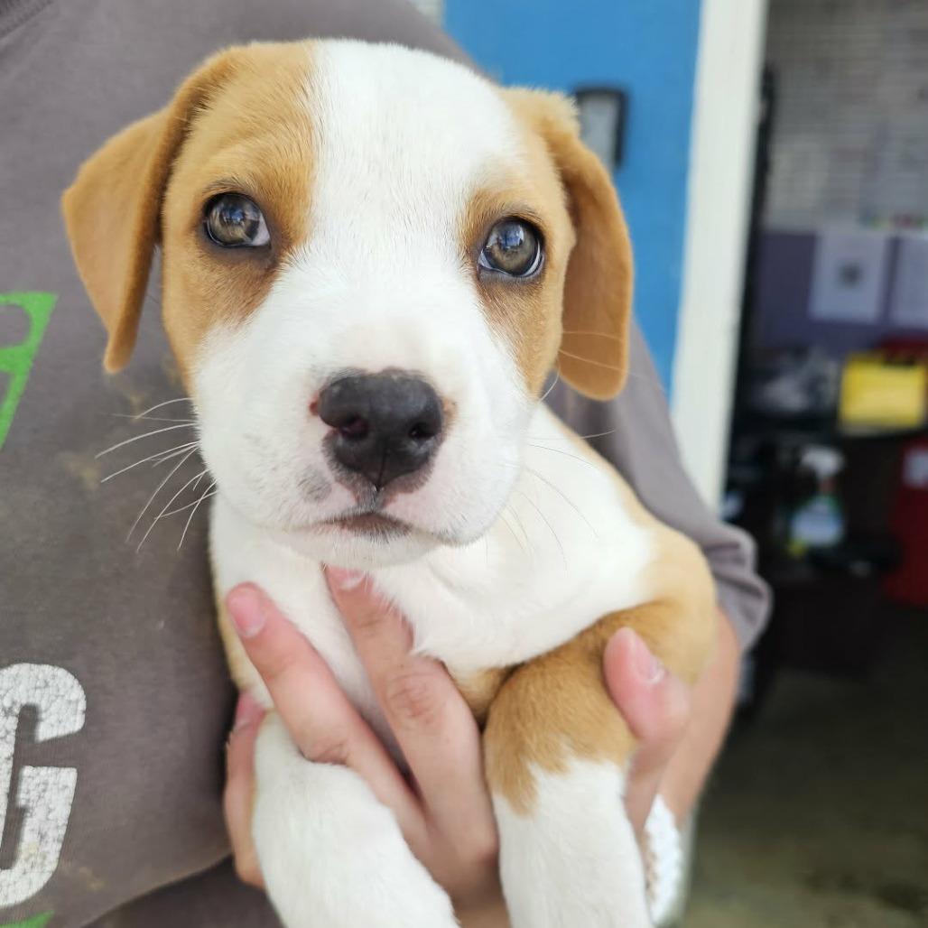 TNGC-Stray-1135, Adoptable, Puppy Female Labrador Retriever.