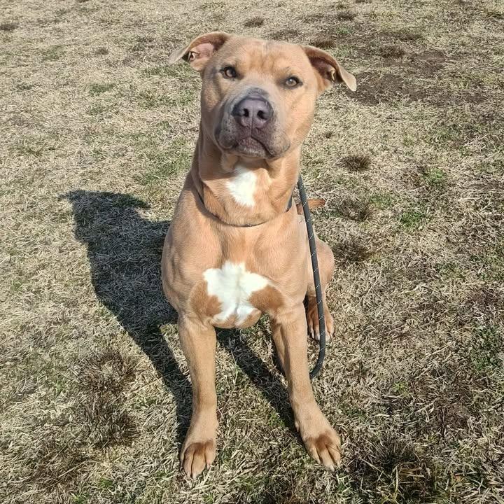 Loaf, Adoptable, Adult Male Pit Bull Terrier.
