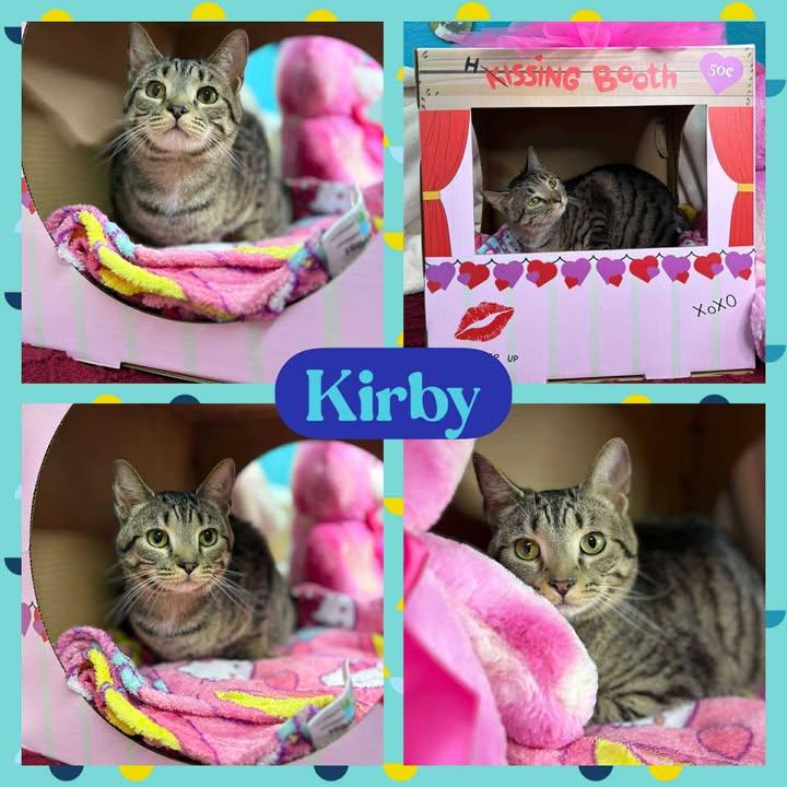 Kirby, Adult Male American Shorthair