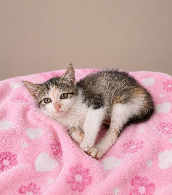 Junie, Adoptable, Kitten Female Domestic Short Hair.