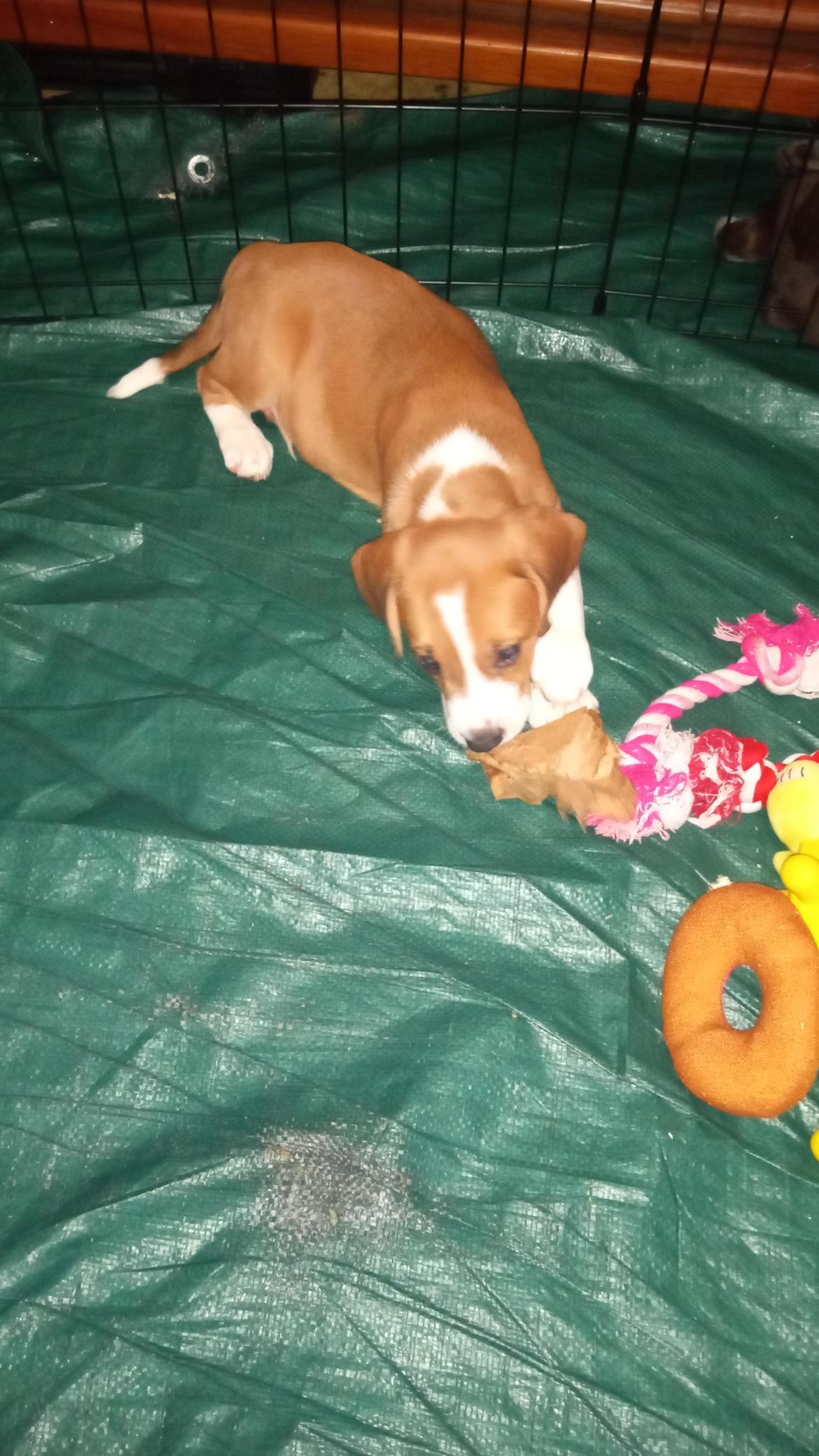 Enlarge Puppy Palooza, an adopted mixed breed in Grandy, NC image 5/5