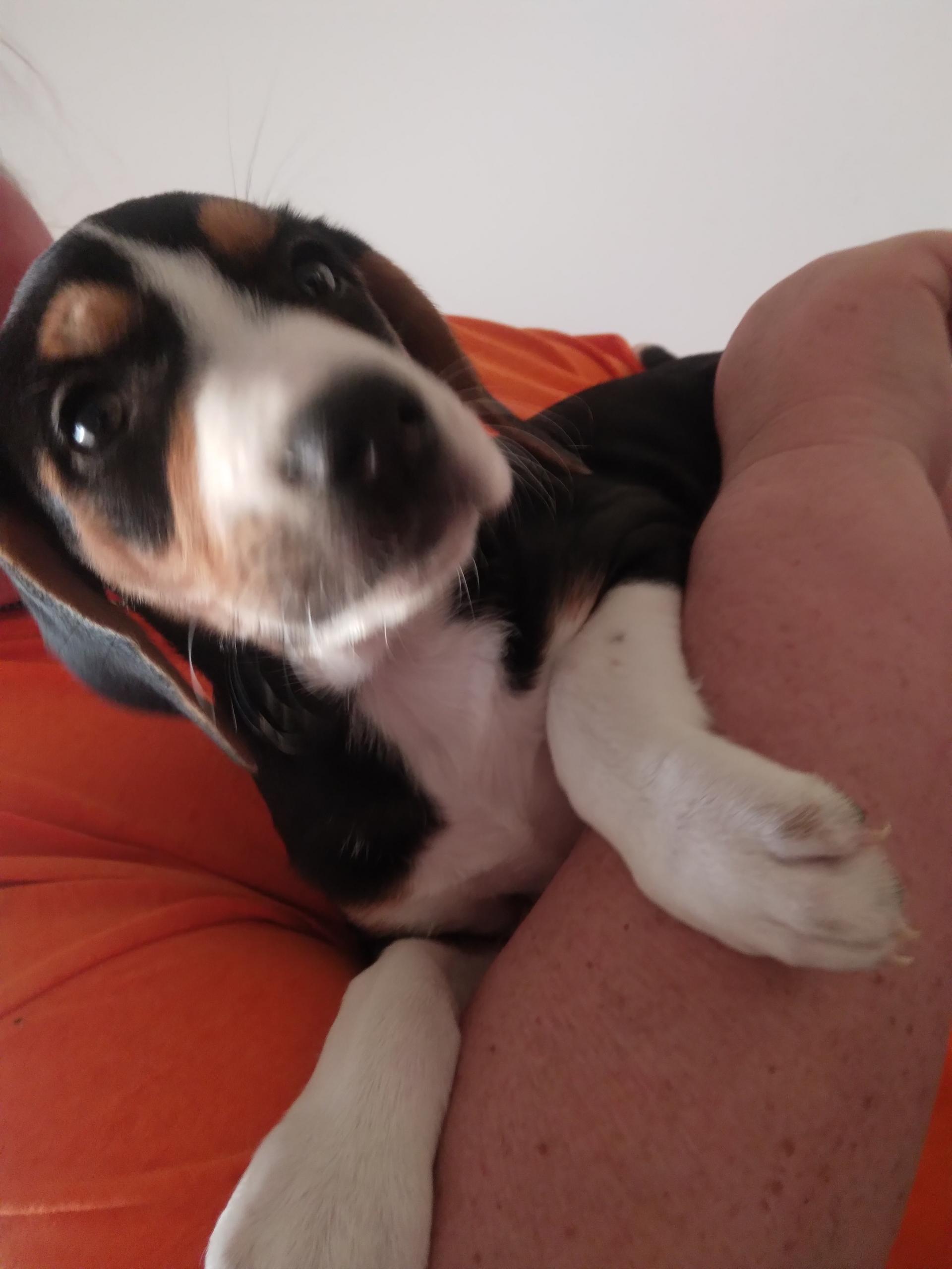 Enlarge Puppy Palooza, an adopted mixed breed in Grandy, NC image 3/5