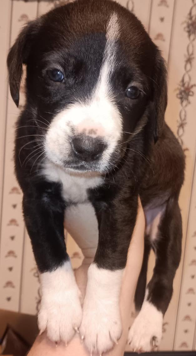 Puppy Palooza thumbnail 2