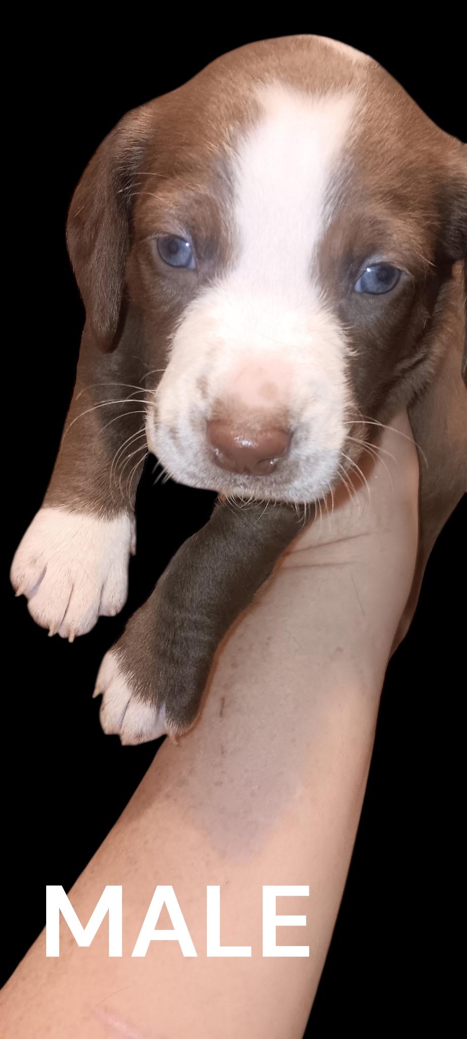 Puppy Palooza thumbnail 3